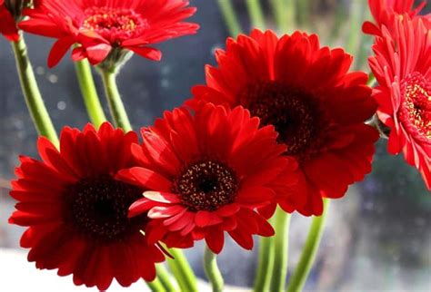 how long do gerberas last