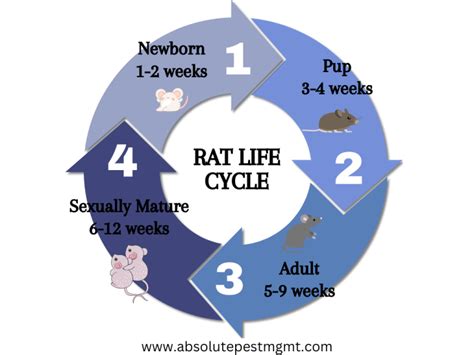 how long do lab rats live