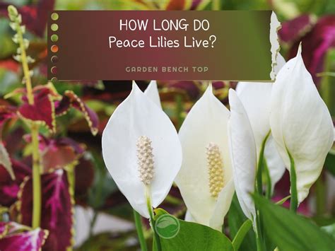 how long do peace lily plants live