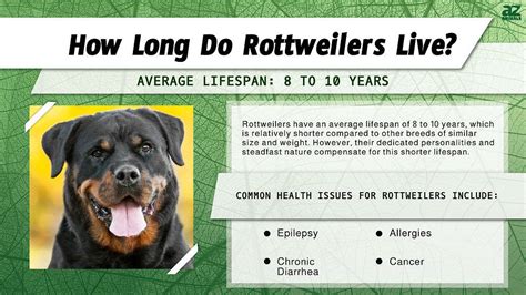 How Long Do Rottweilers Live