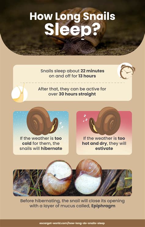 How Long Do Snails Sleep