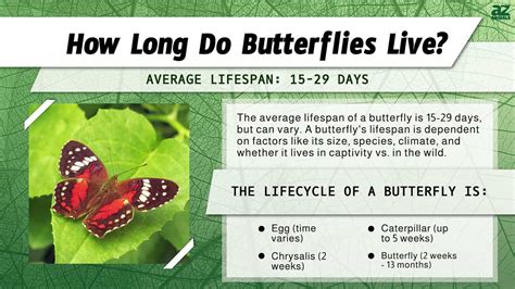 How Long Does A Butterfly Live