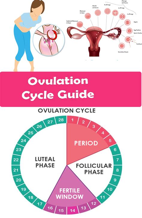 how long does a woman ovulate in a month