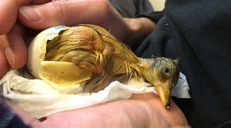 how long does duck eggs hatch