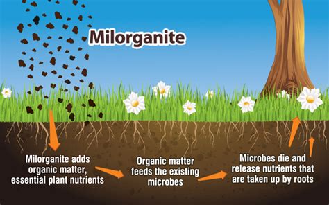 how long does milorganite take to work