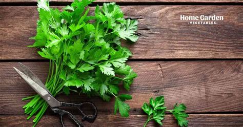 how long does parsley take to germinate