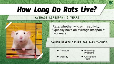How Long Does Rat Lives