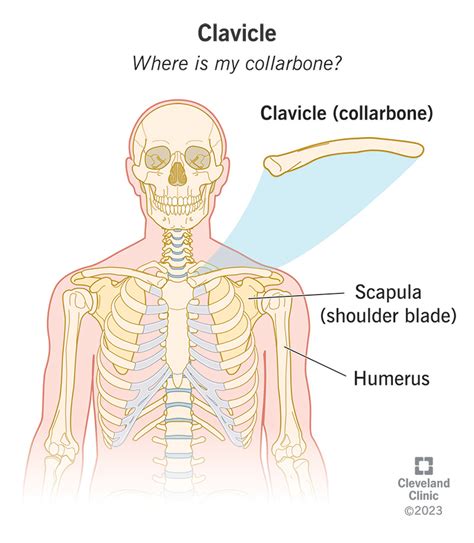 how long for collarbone to heal