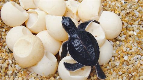 How Long For Turtle Eggs To Hatch Minecraft