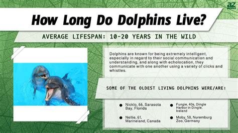 how long is a dolphins lifespan