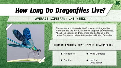 how long is a dragonflies lifespan