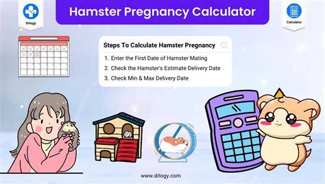 how long is a hamsters gestation period