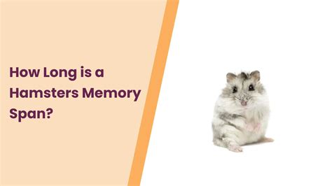 how long is a hamsters memory span
