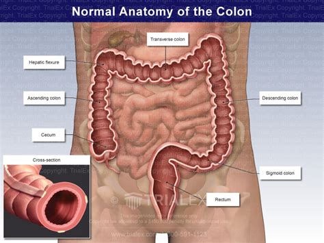 how long is a normal colon