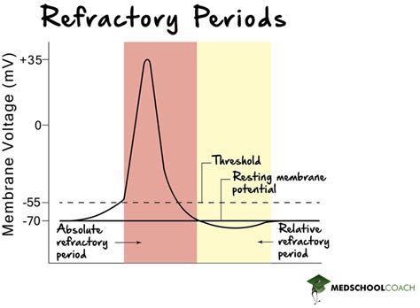 how long is a refractory period