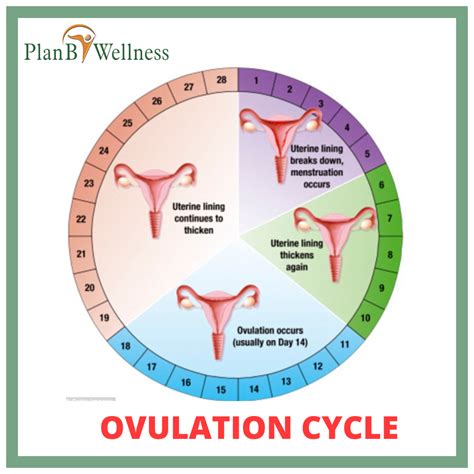 how long is a womans ovulation cycle