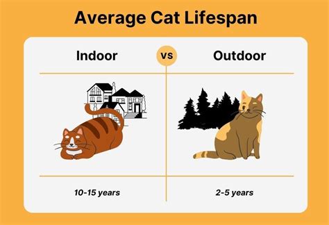 how long is an average cats lifespan