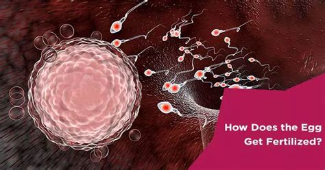 how long is egg available for fertilization