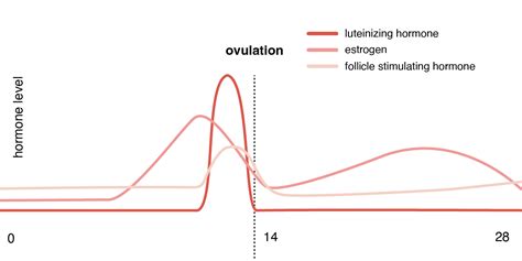 how long is estrogen surge before ovulation