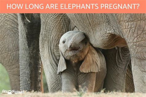 how long is gestation for an elephant