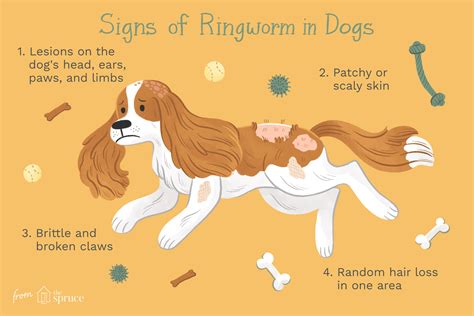 how long is ringworm contagious in dogs
