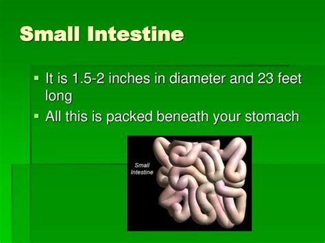 how long is small intestine in cm