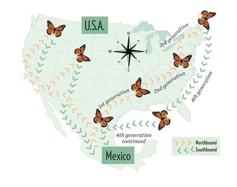 how long is the monarch migration