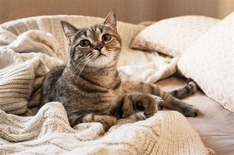 how long keep cat in after moving