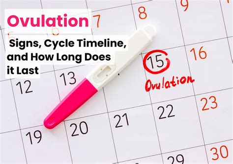 how long should ovulation last