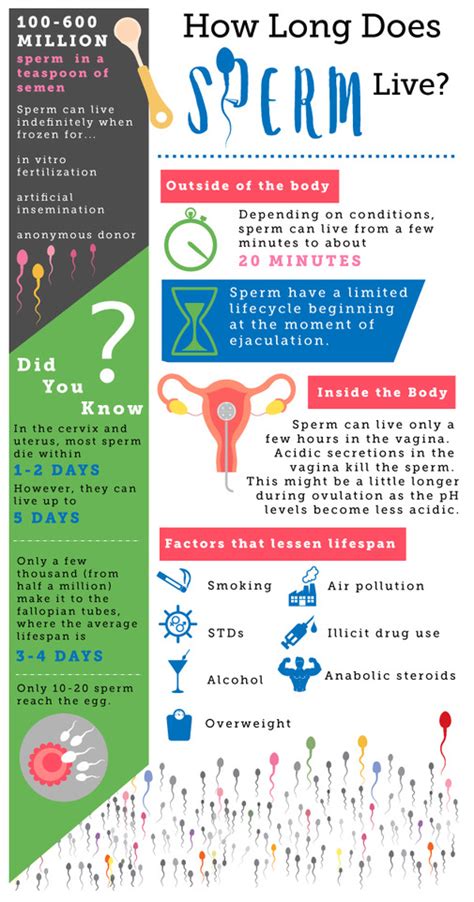 How Long Sperms Live In Female Body