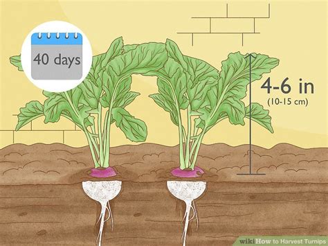 how long to harvest turnips