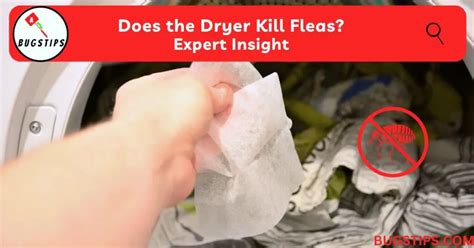 how long to kill fleas in dryer
