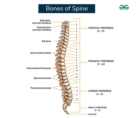 how many bones are in a spine