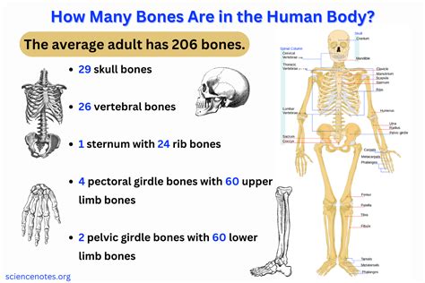 How Many Bones Does A Shark Have