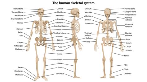 How Many Bones Is In A Human Body