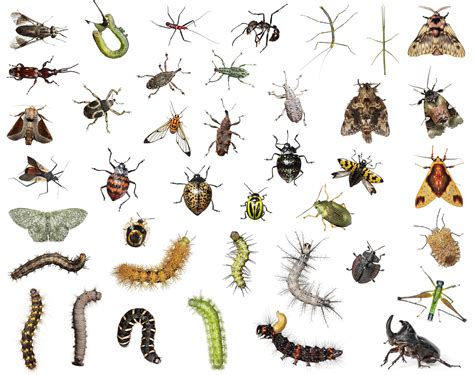 How Many Bugs In A Box?: A Pop Up Counting Book ( David Carter's Bugs)