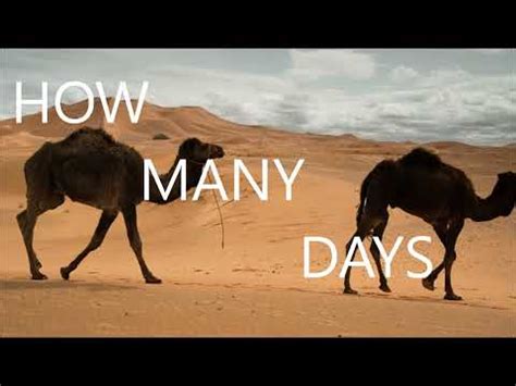 how many days can a camel survive without water? - YouTube