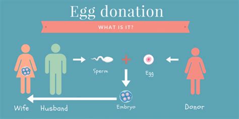 how many eggs can a woman donate