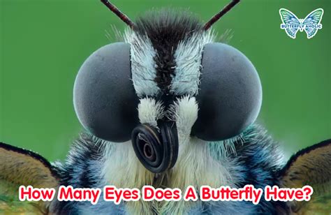 How Many Eyes Does A Fly Have