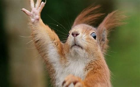 how many fingers do a squirrel has