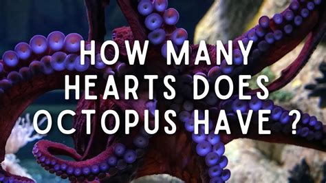 How Many Hearts Does An Octopus Has