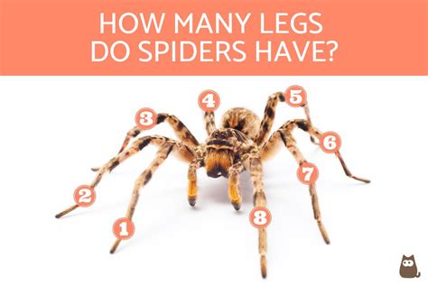 How Many Legs Does A Centipede Have