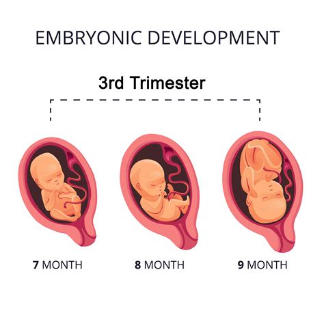 how many months in third trimester