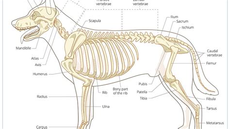 How Many More Bones Does Dog A Have Dog Bone Math - Dog Bone Math