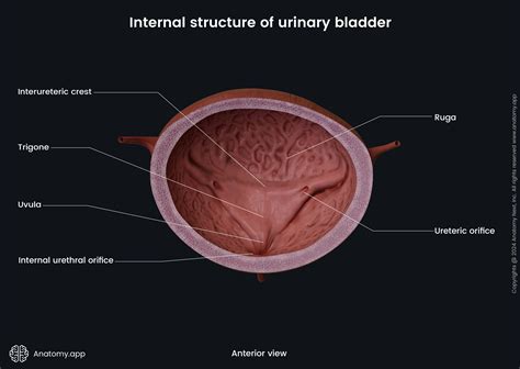 how many openings in the urinary bladder