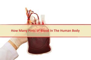 How Many Pints Of Blood In The Human Body