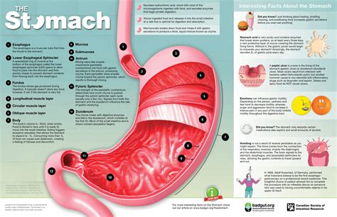How Many Stomach Does A Cow Has