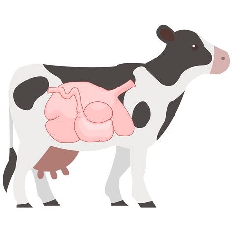 How Many Stomachs Does A Cow Has