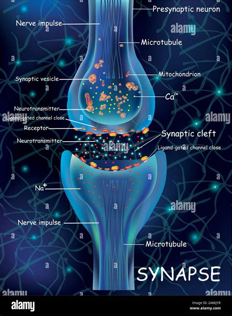 how many synapses in brain