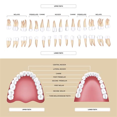 How Many Teeth Does A Child Have